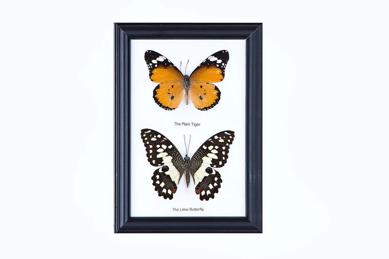 Two Mystery Framed Butterflies Real Framed Butterflies Mounted Under Glass 7 x 5 In