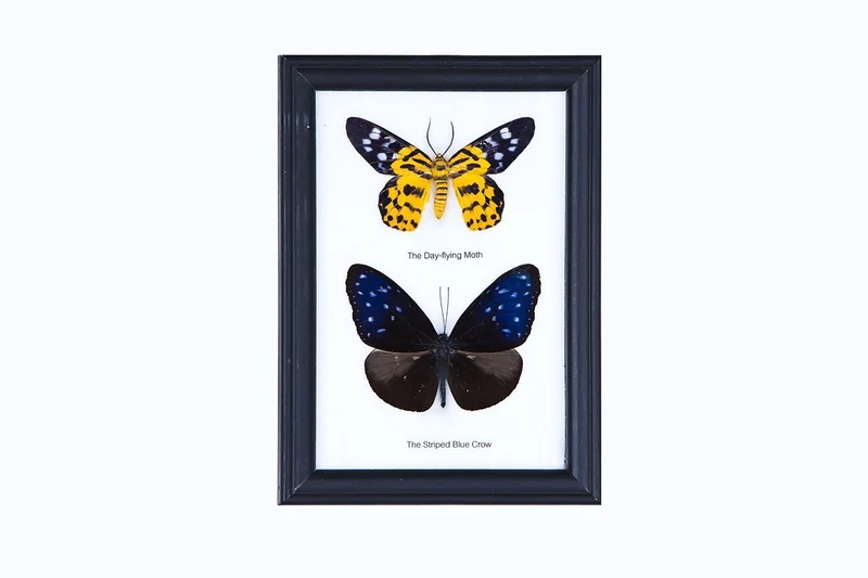 Two Mystery Framed Butterflies Real Framed Butterflies Mounted Under Glass 7 x 5 In