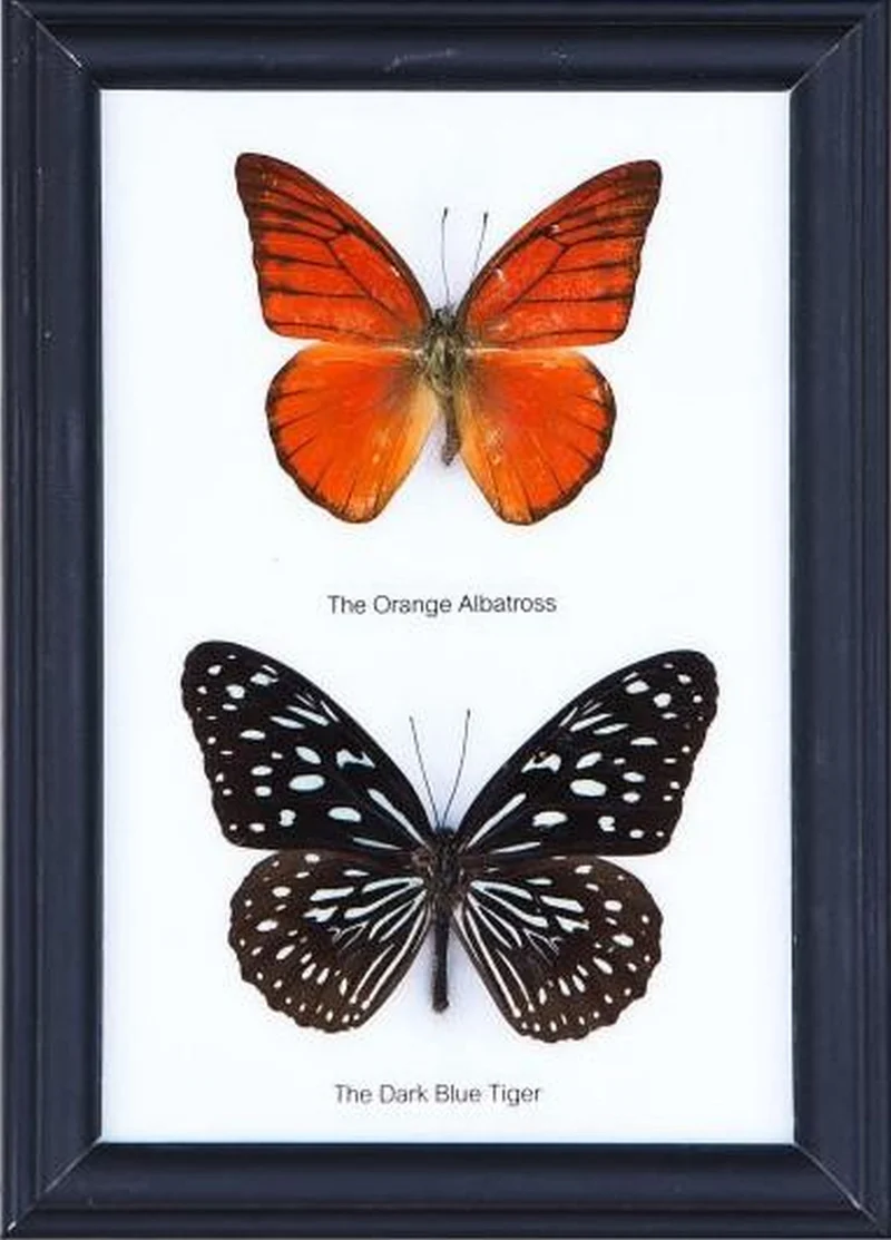 Two Mystery Framed Butterflies Real Framed Butterflies Mounted Under Glass 7 x 5 In