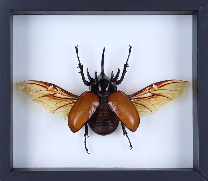 FIVE HORN RHINO BEETLE TAXIDERMY (EUPATORUS GRACILICORNIS) DOUBLE GLASS FRAME 8.5 X 7 INCH