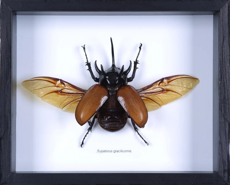 FIVE HORN RHINO BEETLE TAXIDERMY (EUPATORUS GRACILICORNIS) DOUBLE GLASS FRAME 8.5 X 7 INCH