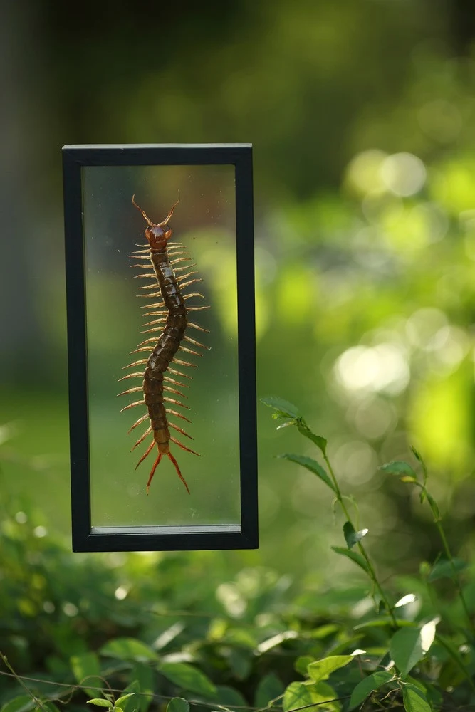 THE GIANT CENTIPEDE (SCOLOPENDRA SP.) DOUBLE-SIDE GLASS FRAME | 10.5 X 5 INCH