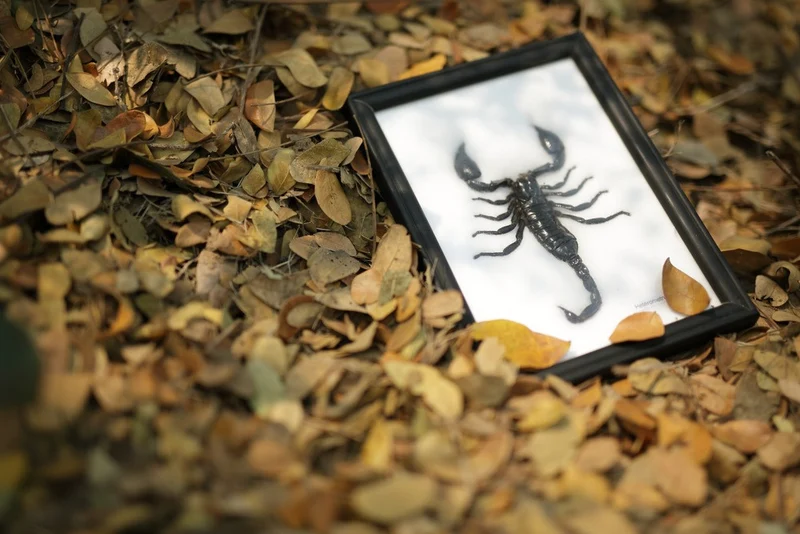 THE GIANT THAI SCORPION TAXIDERMY (HETEROMETRUS SP.) MOUNTED IN FRAME 8 X 6 IN
