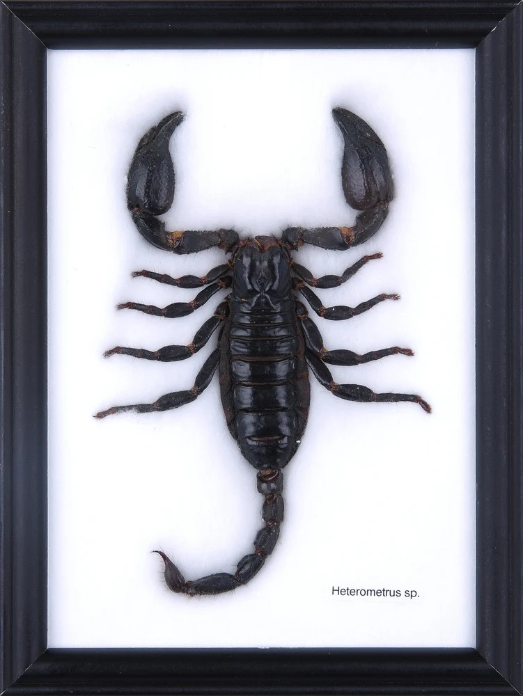 THE GIANT THAI SCORPION TAXIDERMY (HETEROMETRUS SP.) MOUNTED IN FRAME 8 X 6 IN