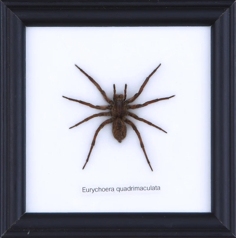 Wolf Spider Specimen - Mounted Display Frame 5×5 inch