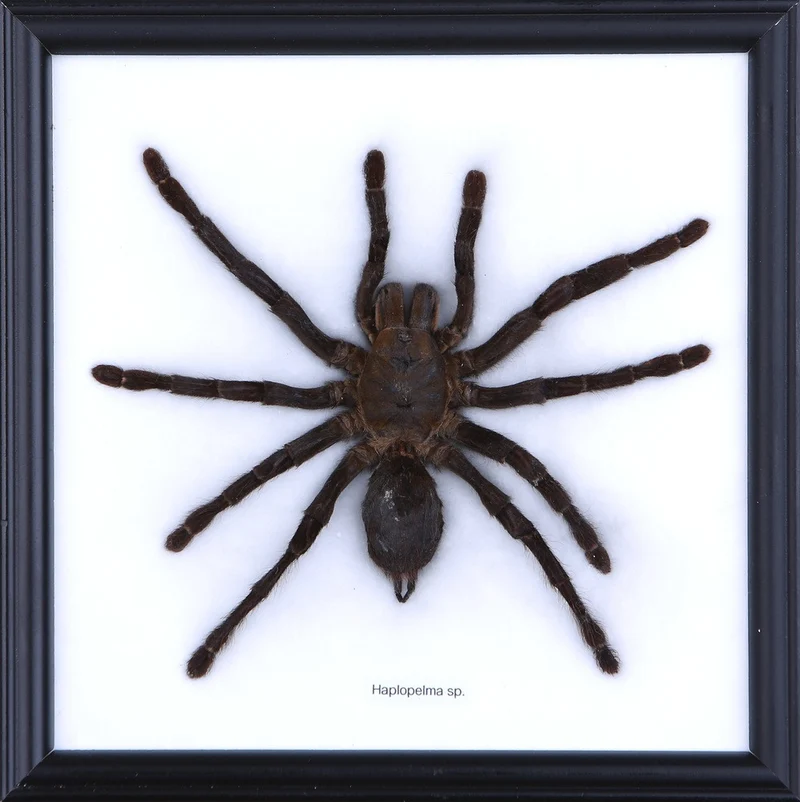 Malaysian Bird-Eating Tarantula Framed | Haplopelma minax Display 8x7 in