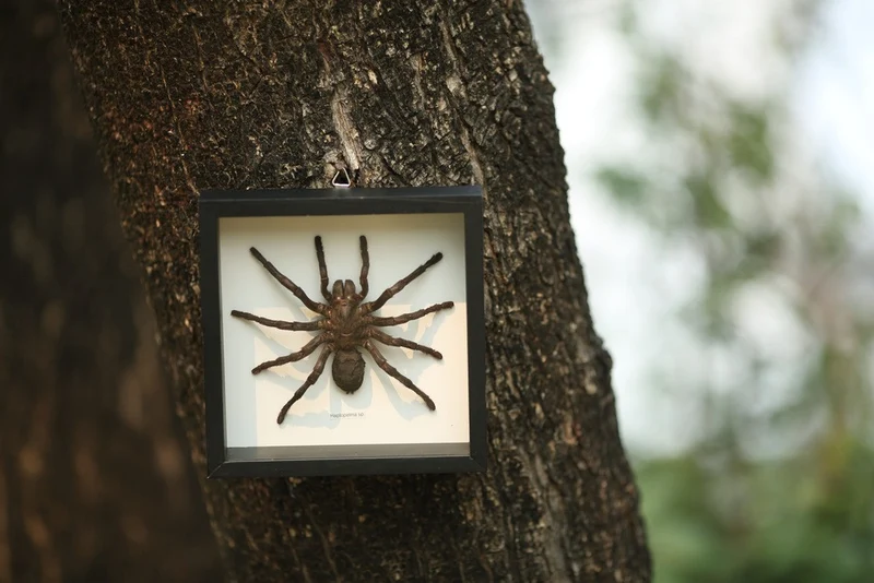 Giant Bird-Eating Tarantula - Mounted Display Frame 7×7 inch