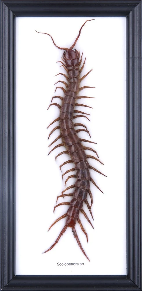 Giant Centipede Framed Display | Scolopendra Real Specimen 10x5 inch