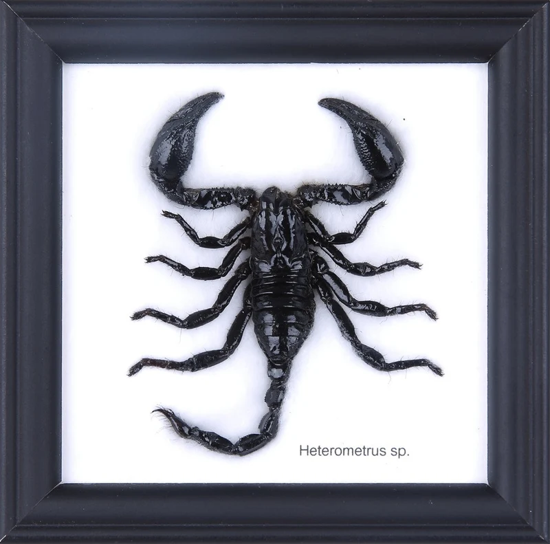 THE THAI JUNGLE SCORPION | MOUNTED SCORPION TAXIDERMY | 12CM X 12CM FRAME