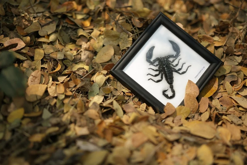 THE THAI JUNGLE SCORPION | MOUNTED SCORPION TAXIDERMY | 12CM X 12CM FRAME
