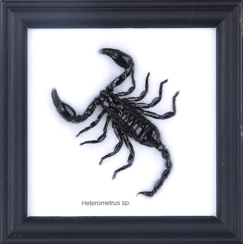 THE THAI JUNGLE SCORPION | MOUNTED SCORPION TAXIDERMY | 12CM X 12CM FRAME