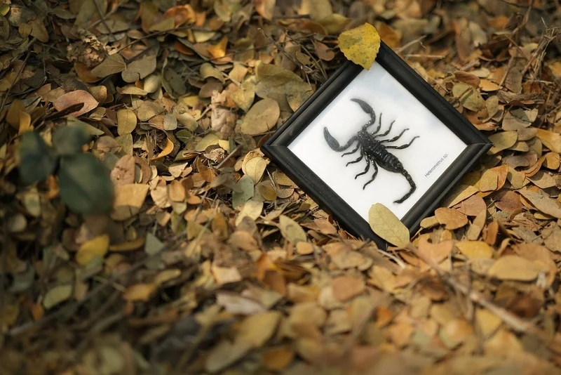 THE THAI JUNGLE SCORPION | MOUNTED SCORPION TAXIDERMY | 12CM X 12CM FRAME