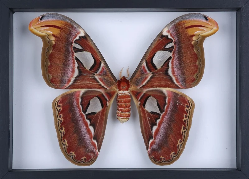 The Giant Atlas Moth (Attacus atlas) See-through Double Glass Frame 9 x 8 In