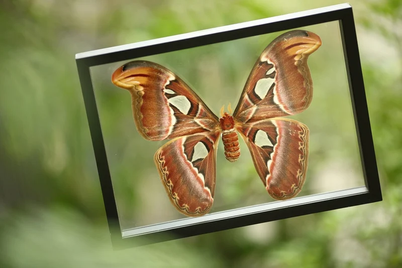 The Giant Atlas Moth (Attacus atlas) See-through Double Glass Frame 9 x 8 In