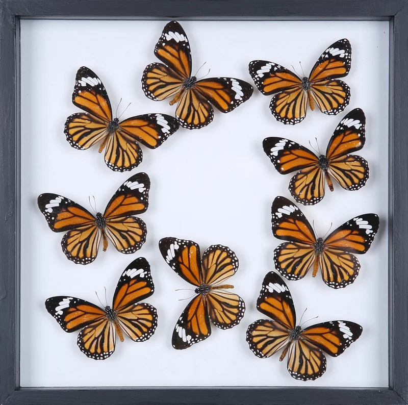 Framed Butterfly Display - Double Glass Decorative Frame 300×300mm