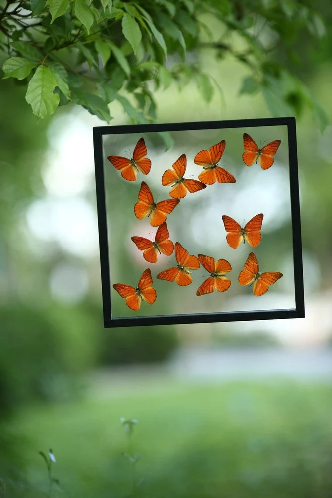 Framed Butterfly Display - Double Glass Decorative Frame 300×300mm
