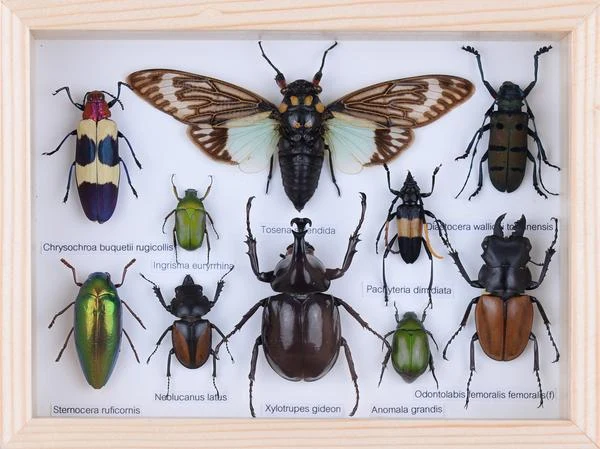 MOUNTED TROPICAL INSECTS | ENTOMOLOGY COLLECTION | FRAMED DRY-PRESERVED TAXIDERMY SPECIMENS 8 X 7 INCH