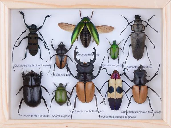 MOUNTED TROPICAL INSECTS | ENTOMOLOGY COLLECTION | FRAMED DRY-PRESERVED TAXIDERMY SPECIMENS 8 X 7 INCH