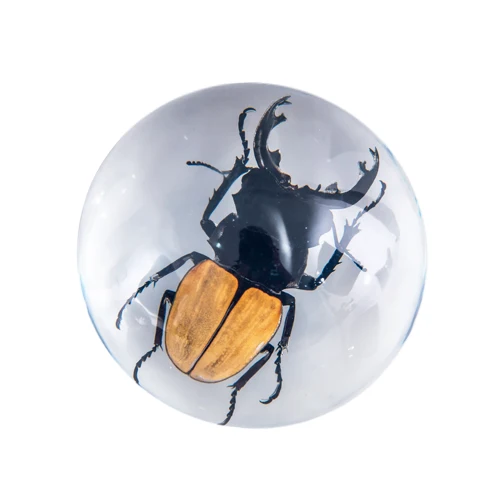 Orange Stag Beetle Resin Paperweight — 100mm