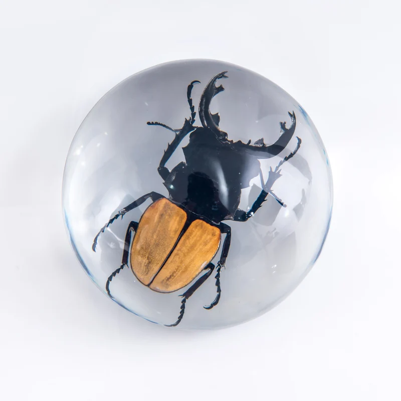Orange Stag Beetle Resin Paperweight — 100mm