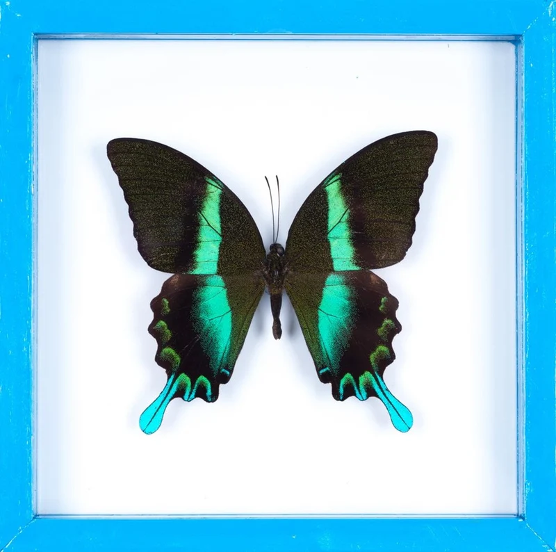 The Green Swallowtail Butterfly (Papilio blumei) See-through Double Glass Frame 7 x 7 In