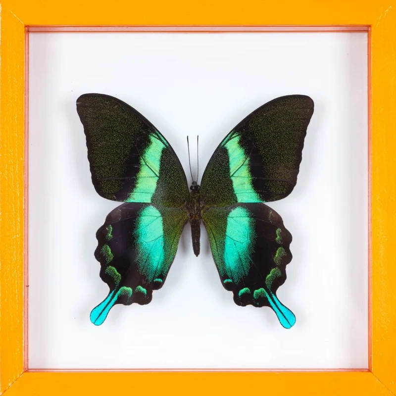 The Green Swallowtail Butterfly (Papilio blumei) See-through Double Glass Frame 7 x 7 In