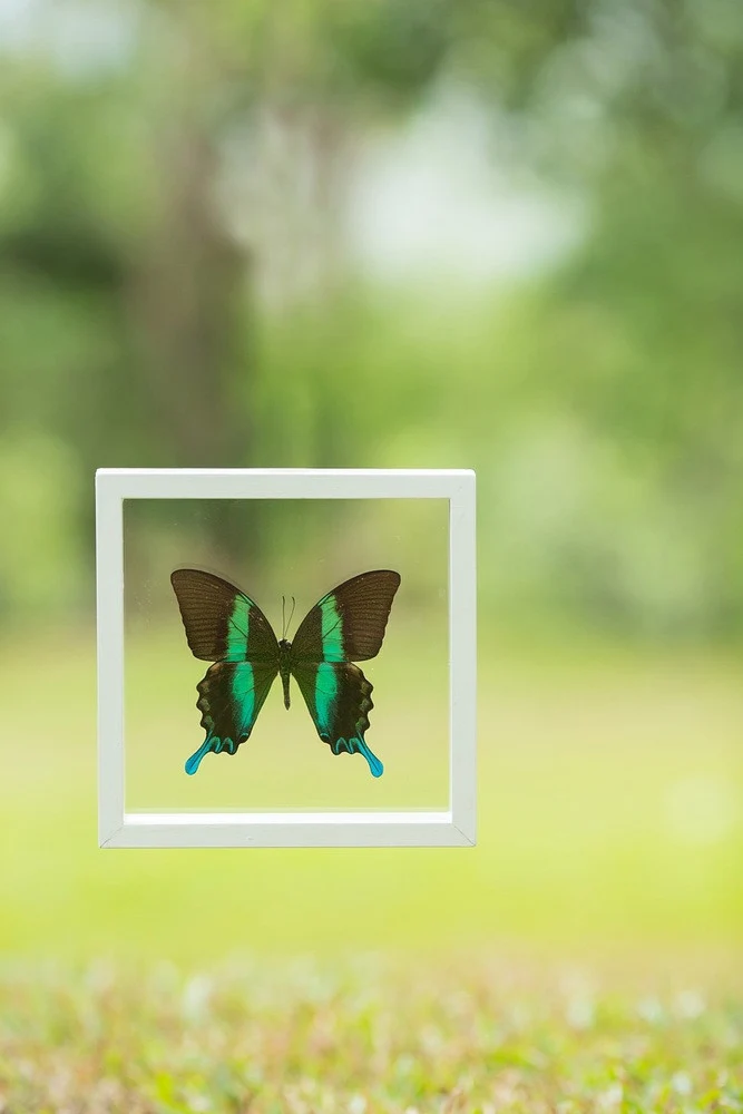 The Green Swallowtail Butterfly (Papilio blumei) See-through Double Glass Frame 7 x 7 In