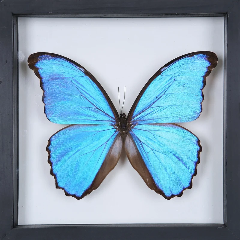 Giant Blue Morpho Butterfly Double Glass Frame | Morpho didius 7x7 inch