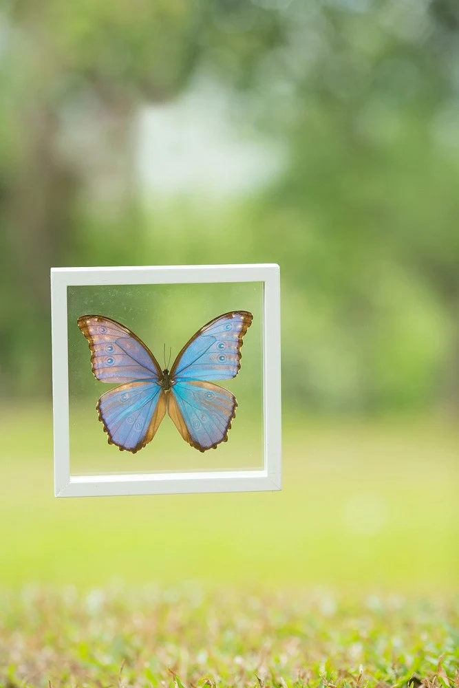 Giant Blue Morpho Butterfly Double Glass Frame | Morpho didius 7x7 inch