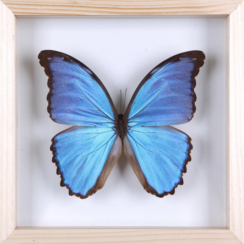 Giant Blue Morpho Butterfly Double Glass Frame | Morpho didius 7x7 inch
