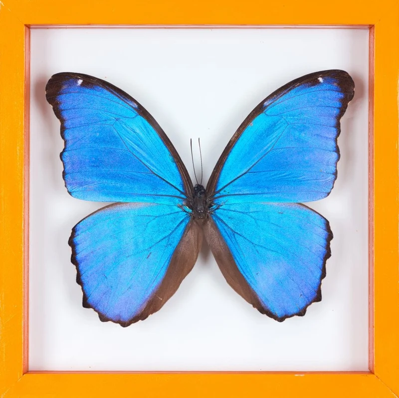 Giant Blue Morpho Butterfly Double Glass Frame | Morpho didius 7x7 inch