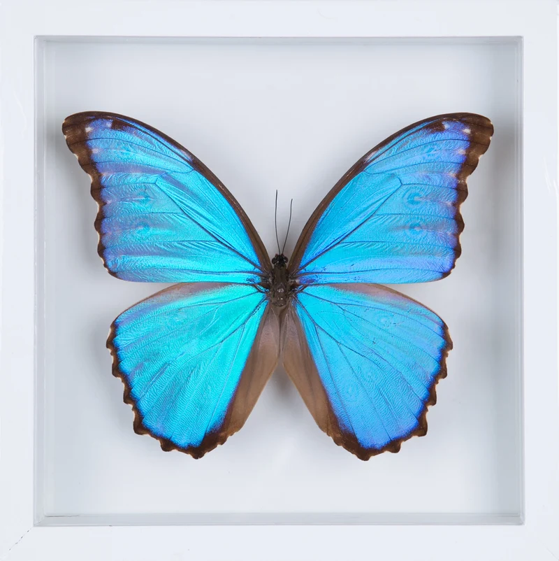 Giant Blue Morpho Butterfly Double Glass Frame | Morpho didius 7x7 inch