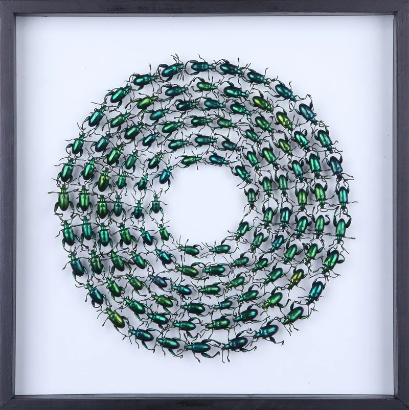 MOUNTED TROPICAL FROG BEETLES | GREEN | FRAMED TAXIDERMY 300X300X20MM