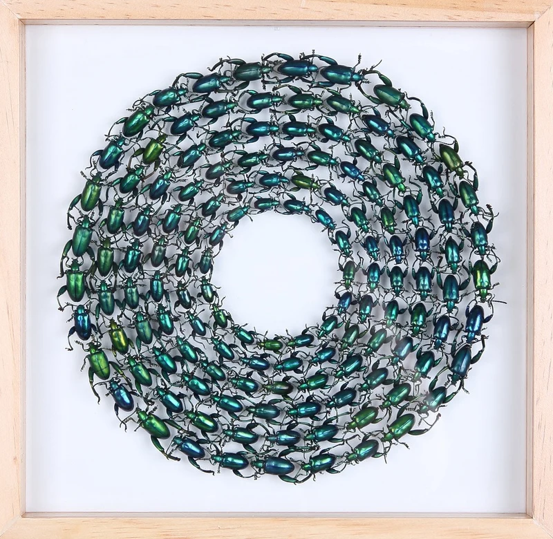 MOUNTED TROPICAL FROG BEETLES | GREEN | FRAMED TAXIDERMY 300X300X20MM