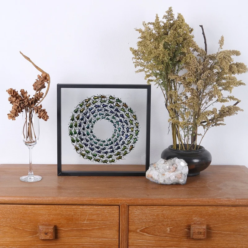 Rainbow Frog Beetles Framed Display | Museum Taxidermy 30x30cm
