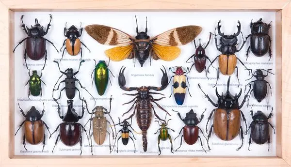Tropical Insects Framed Display | Mixed Entomology Collection 15x8 inch