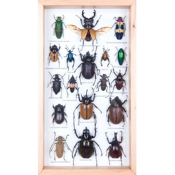 Tropical Insects Framed Display | Mixed Entomology Collection 15x8 inch