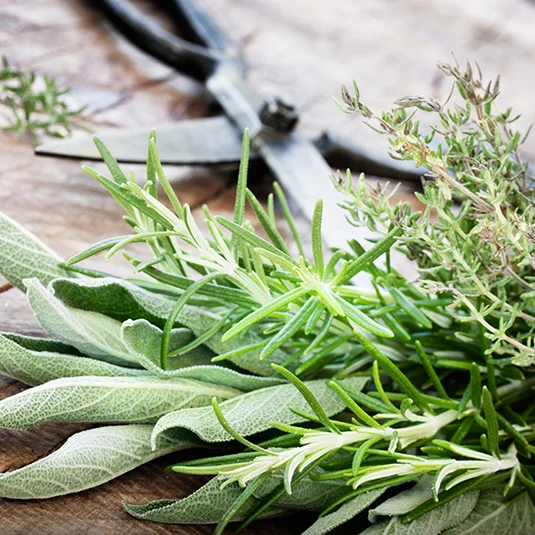 Mediterran Mix (24 Stück)