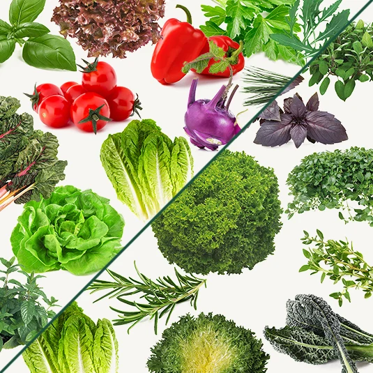 Mediterran Mix (24 Stück)