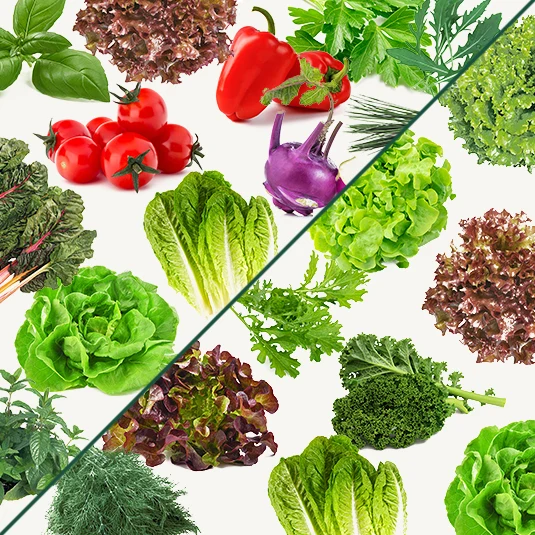 Salat Mix (24 Stück)