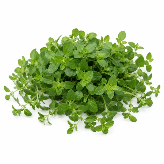 Oregano