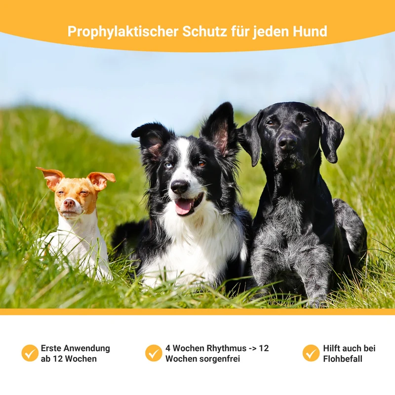Animal Vita® Spot On Zeckenschutz für Hunde (2 bis 10kg)
