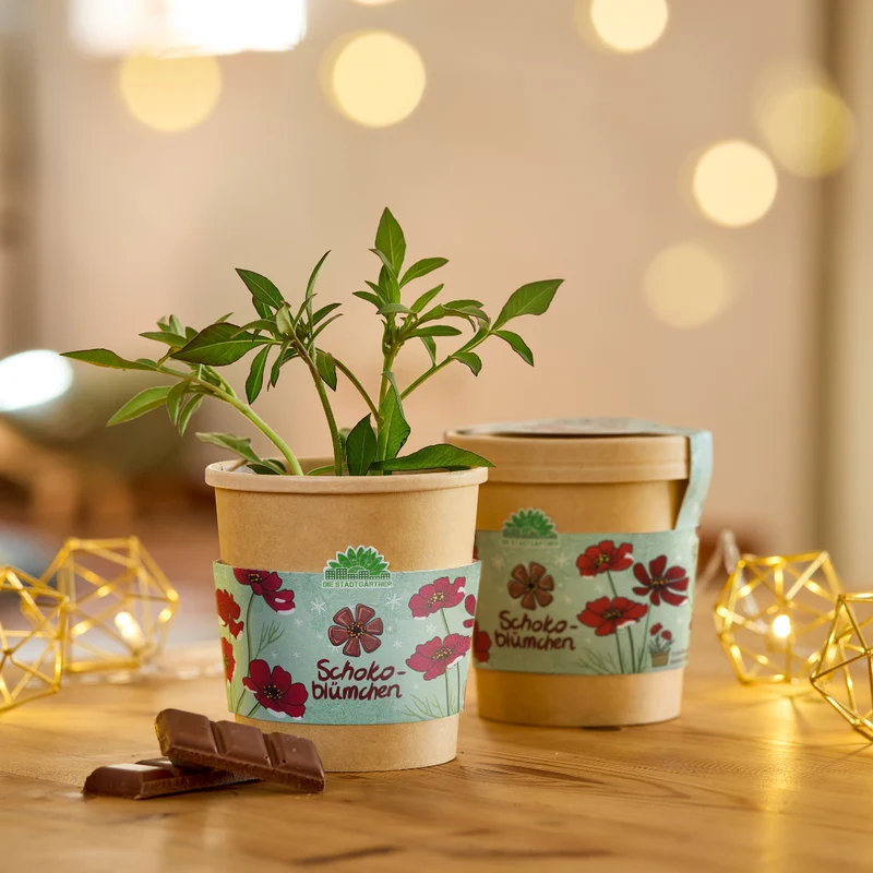 Festliches Anzucht-Set – 4 weihnachtliche Sorten