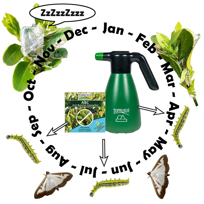 TOPBUXUS Anti-Boxtree Caterpillar – 5 x 3 g für 150 m² Buchsbaum (entspricht XenTari)