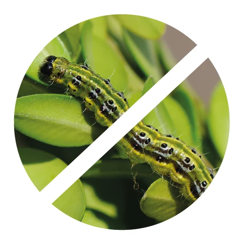 TOPBUXUS Insetticida Biologico - Trattamento Contro Piralide del Bosso