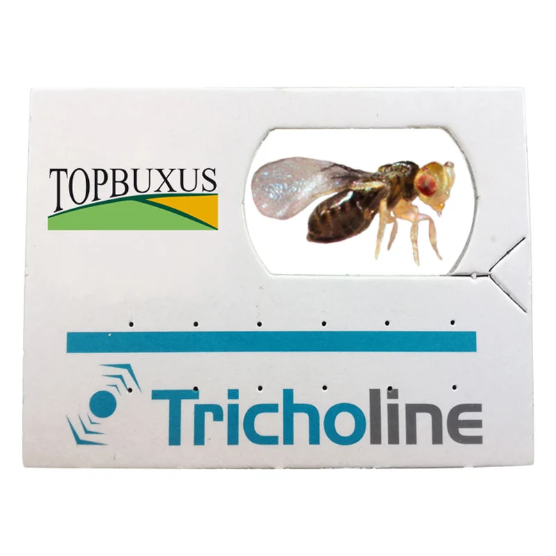 TOPBUXUS Trichogramma - Parasitäre Wespen gegen Eier der Buxusbaumzünsler