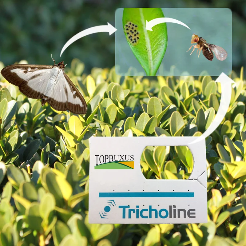 TOPBUXUS Trichogramma - Parasitäre Wespen gegen Eier der Buxusbaumzünsler