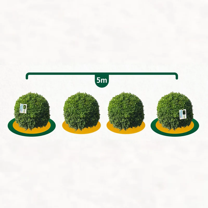 TOPBUXUS Trichogramma - Parasitäre Wespen gegen Eier der Buxusbaumzünsler