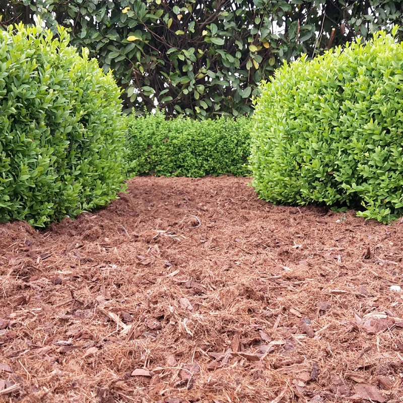 TOPBUXUS Carpet - 70L für 5m2