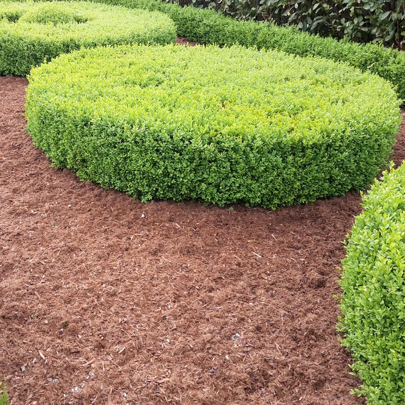 TOPBUXUS Carpet - 70L für 5m2